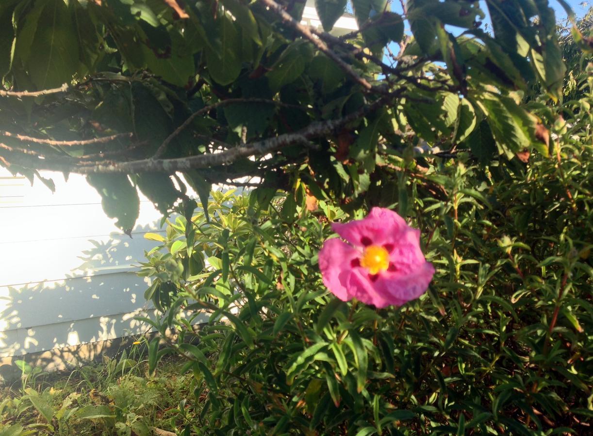 Weller House Inn Fort Bragg Esterno foto